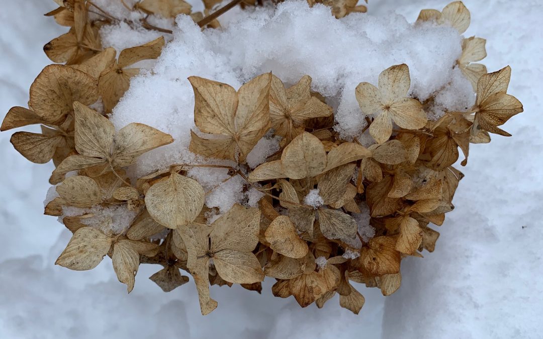 Embrace the quiet, and live in the wonder of winter snow