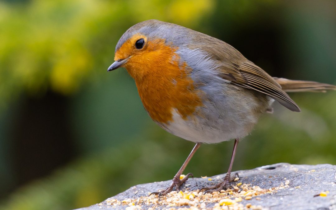 The robin brings a bold new song