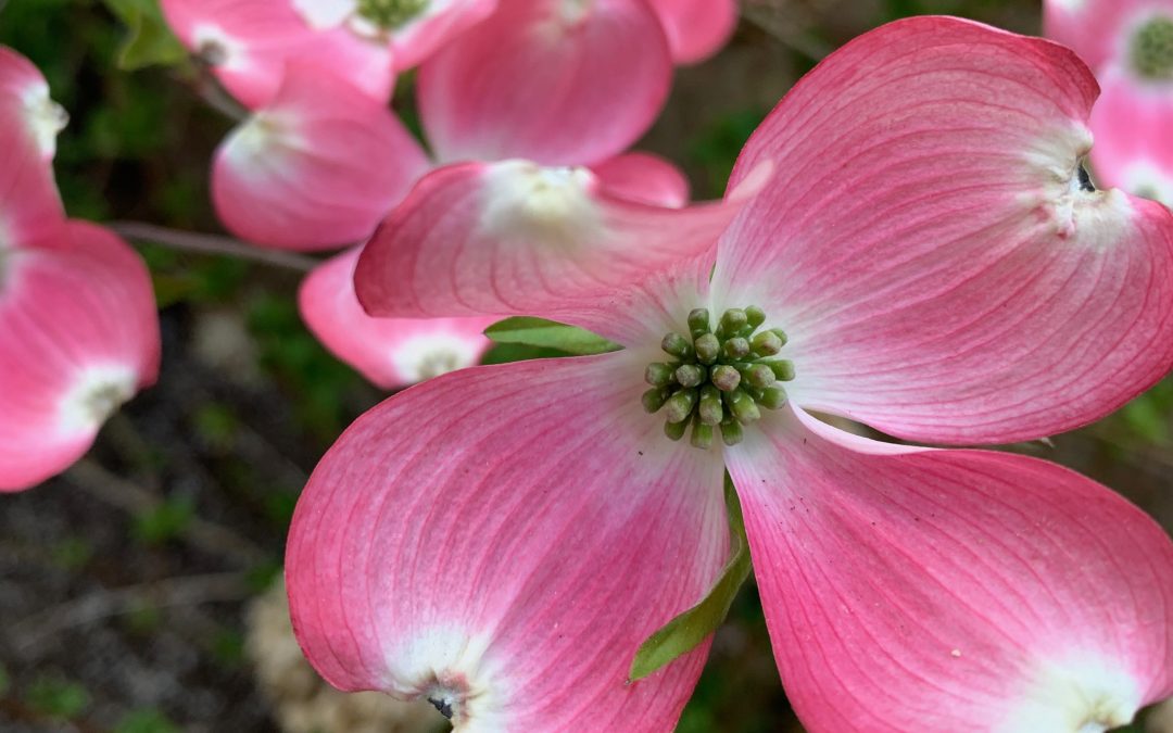 Flowering pink dogwood: Why solid is the new sexy