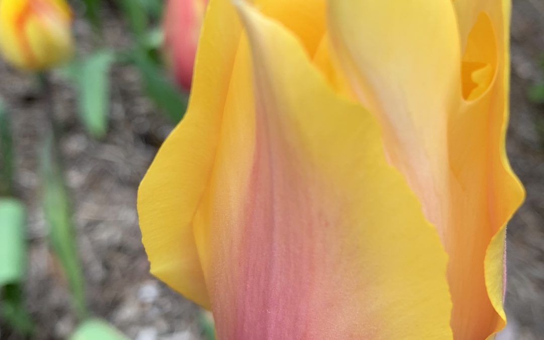 Why the tulip is the purest expression of love