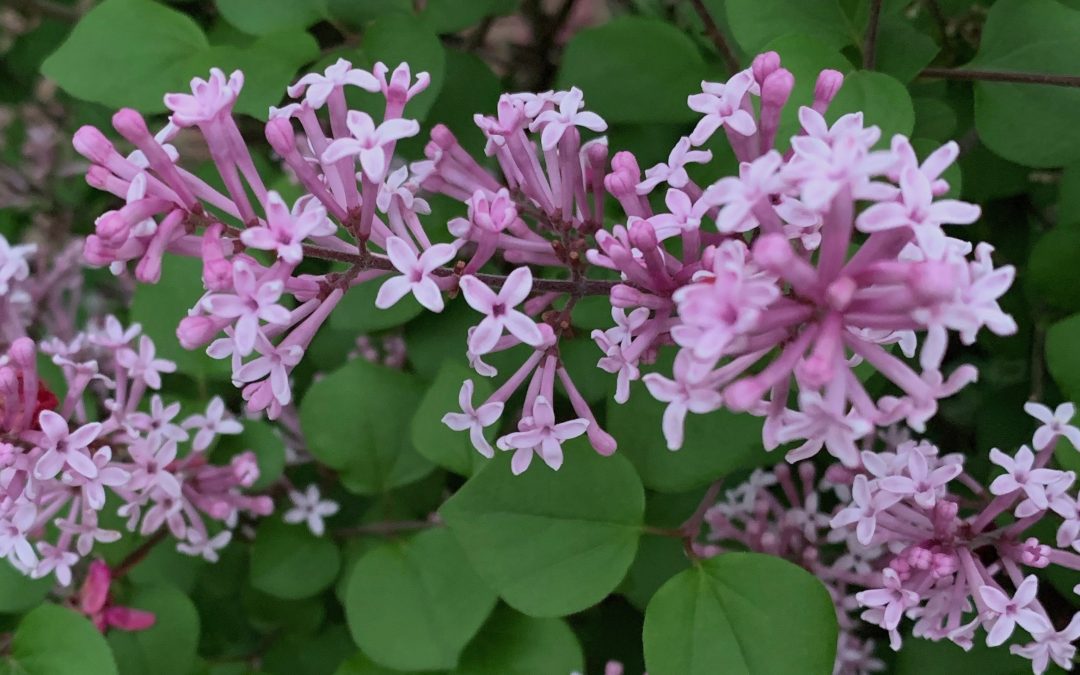 Lilacs: Let the delight of spring cast a spell on you