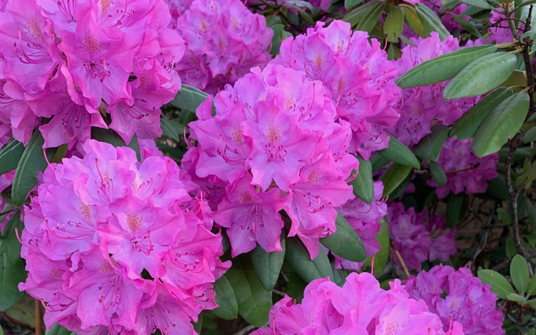 Radiant rhododendron, an invitation to the true soulmate