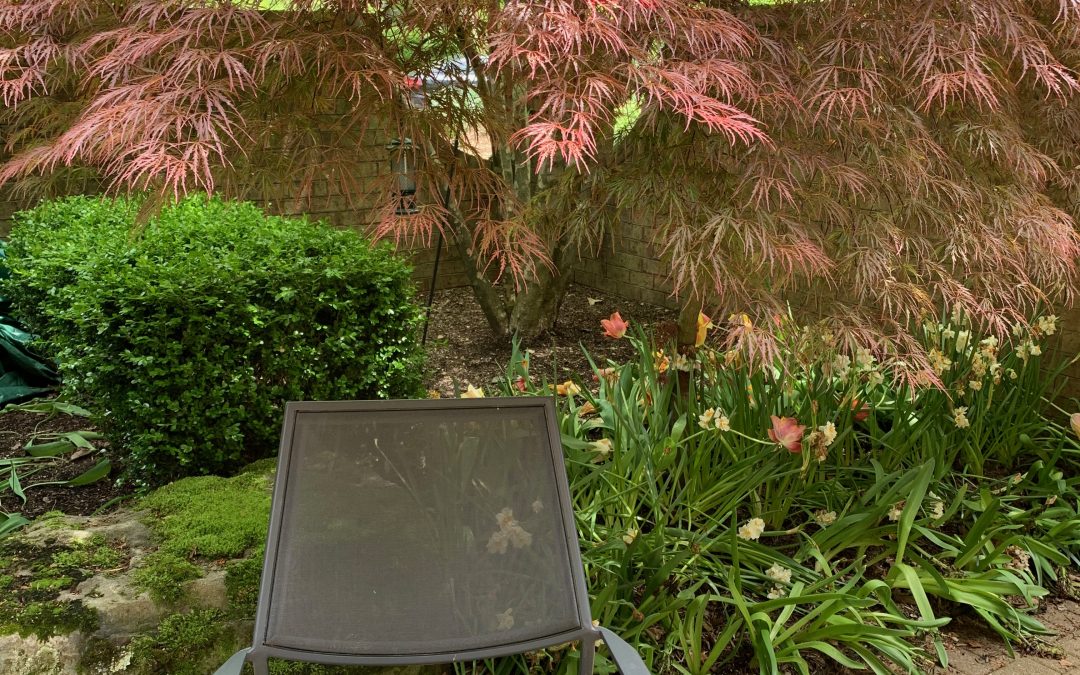 Japanese maple, the most welcoming member of my garden