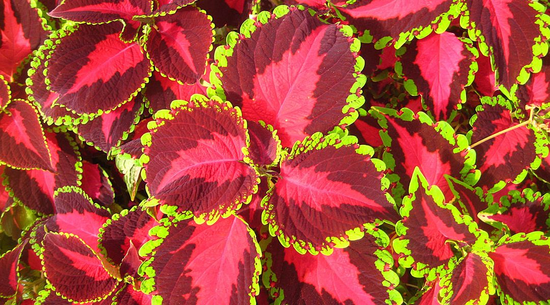 Coleus: Endless Possibilities