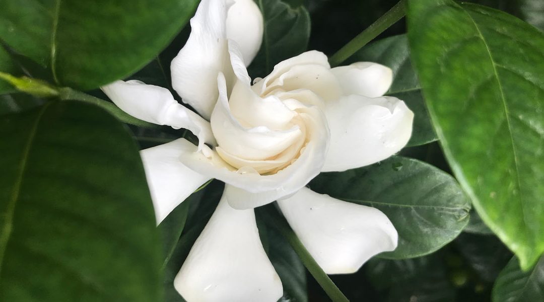 Gardenia: The Magical Space of the Healing Feminine