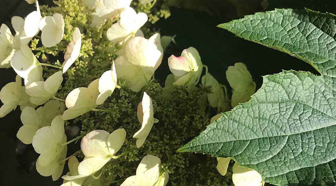 Oak-Leaf Hydrangea: The Tamed and the Wild