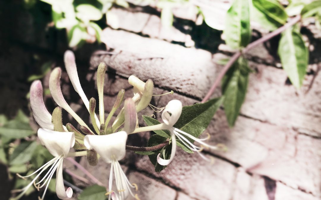 Wild Honeysuckle: The Dance of Life