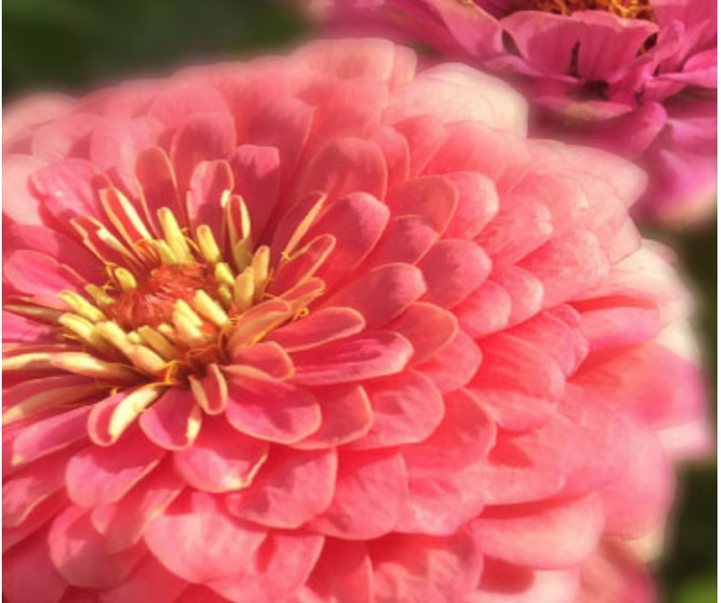 The Dahlia: Standing Strong in Sacred Values