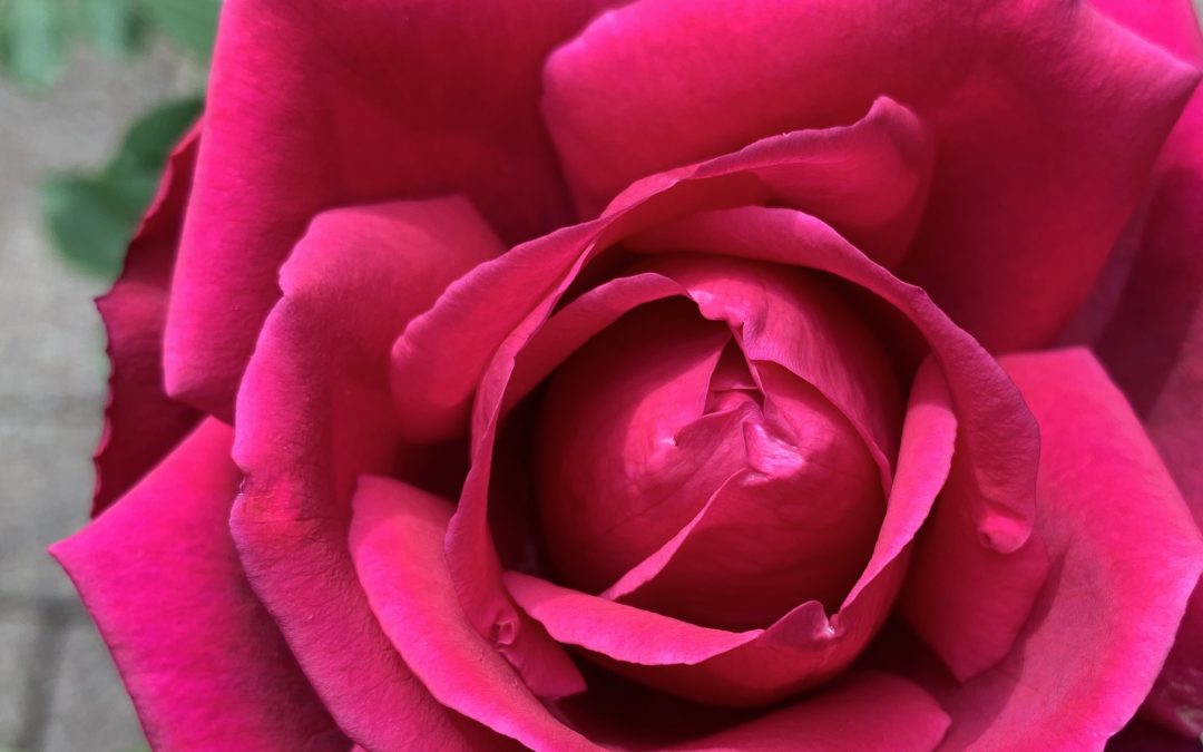 Deep Pink Rose: Deepening Your Allure