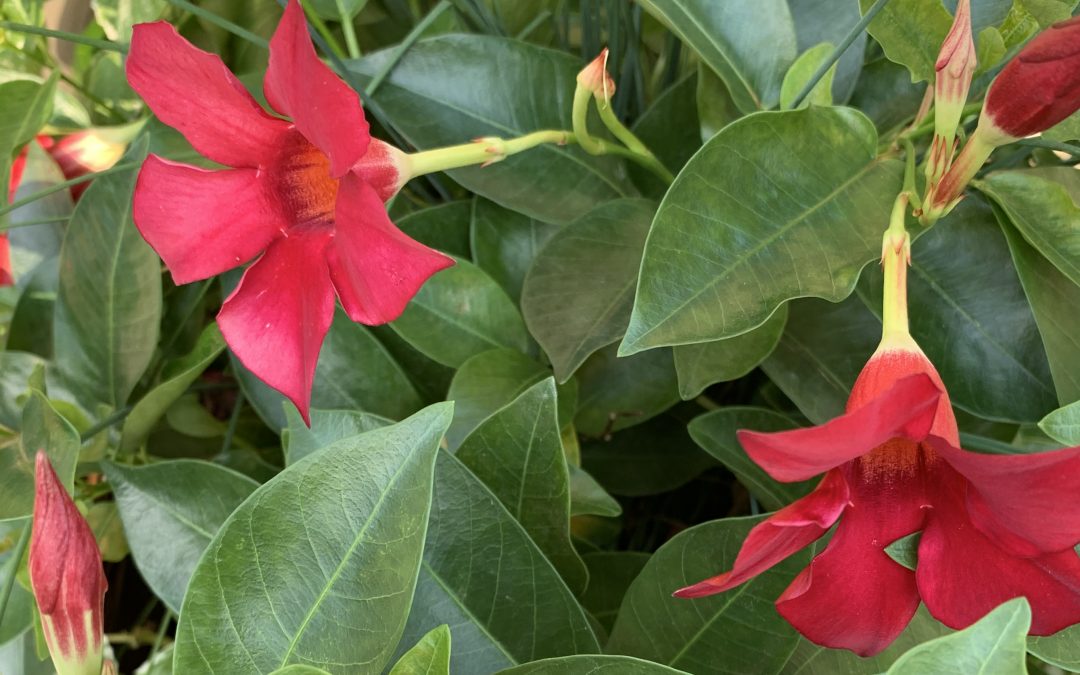 Mandevilla: Falling in Love with What Is