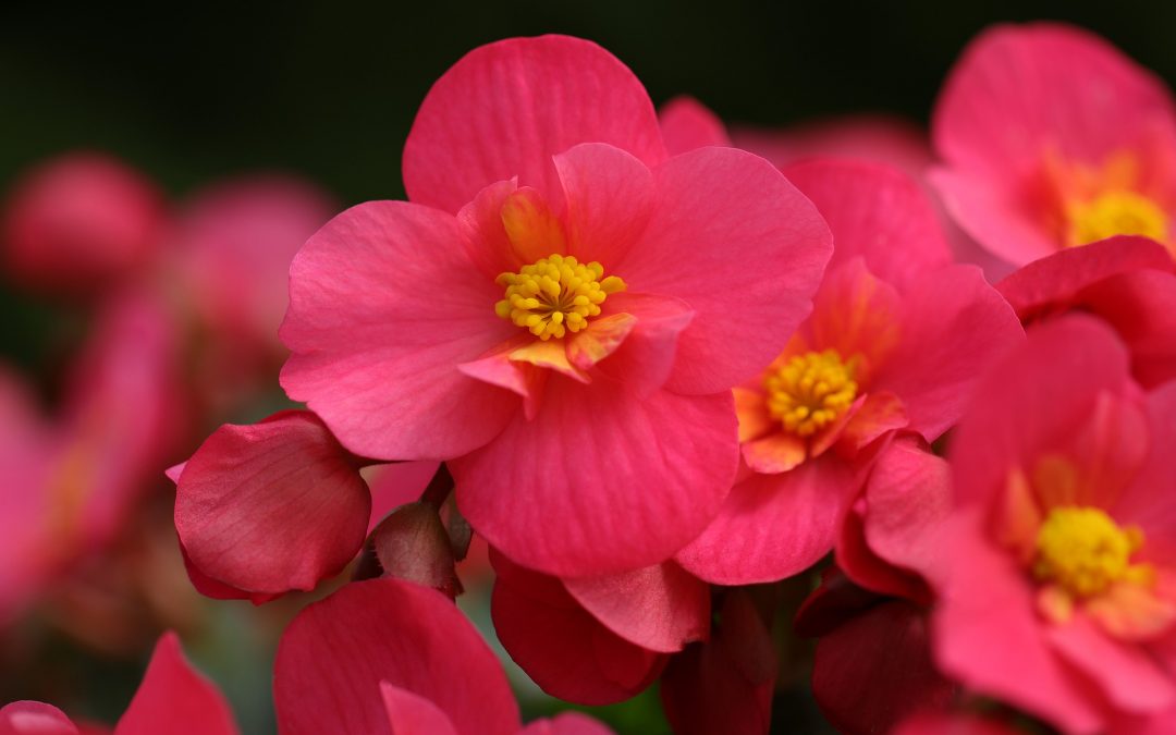 Begonias: Indefatigable Bloomers