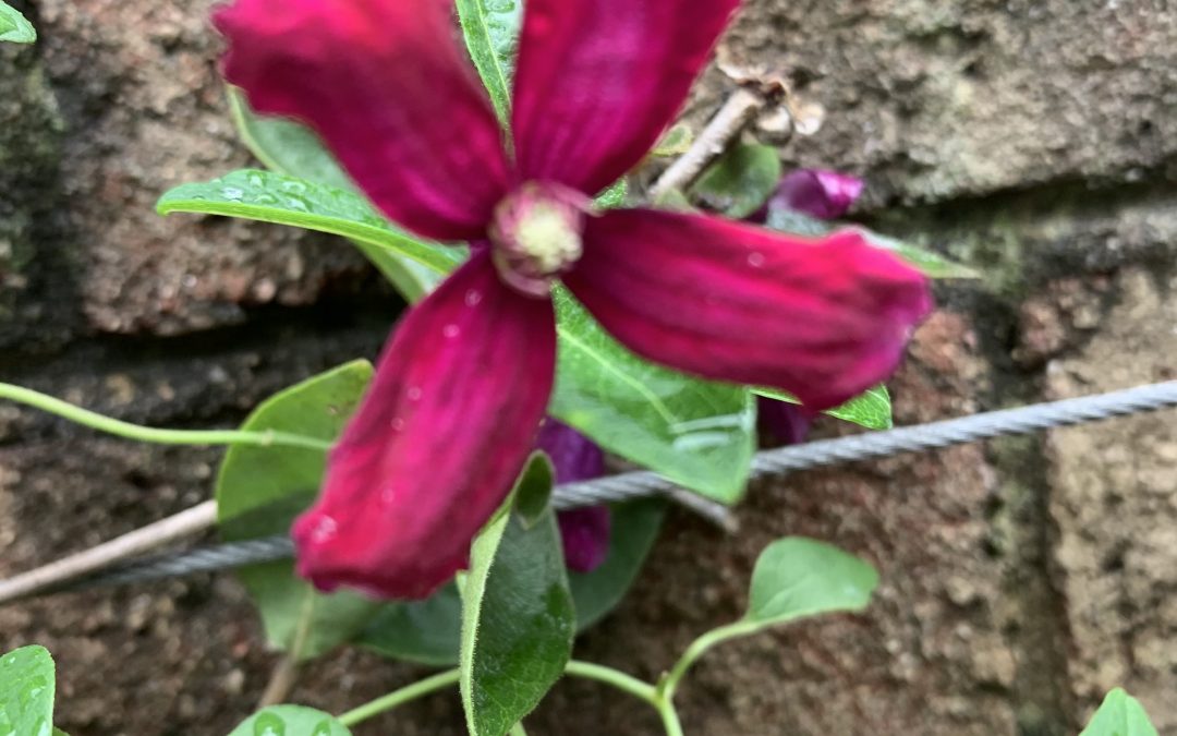 Climbing to New Heights: The Clematis Affirmation