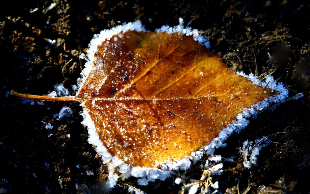 First Frost: The Art of Saying Farewell