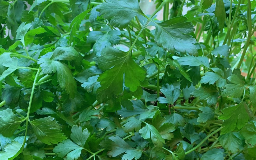 Parsley, a symbol of rebirth