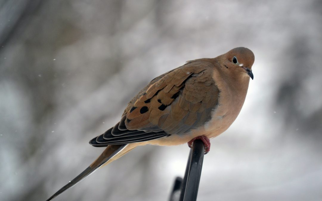 Mourning doves