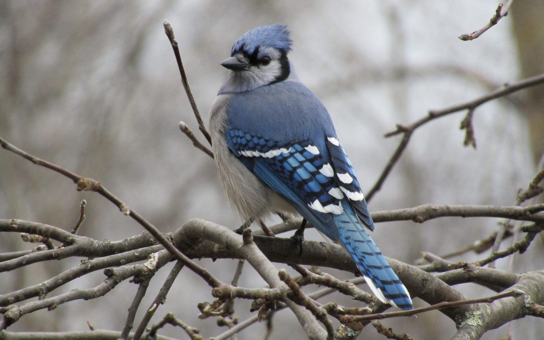 Blue jay: A faithful companion, and the master of accompaniment