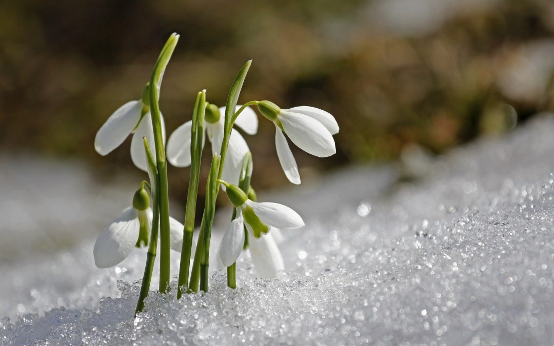 Snowdrops, brave enough to be first