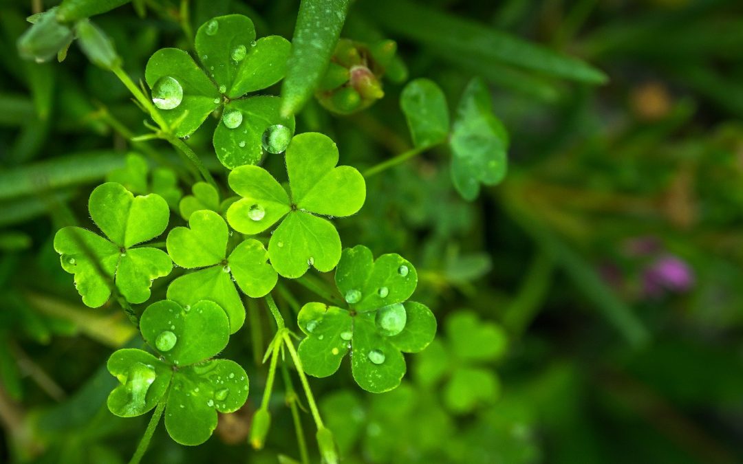 The lucky shamrock: Let’s anticipate the abundance