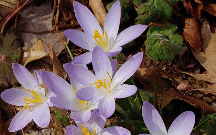 The purple crocus, a step to our greatest beginnings