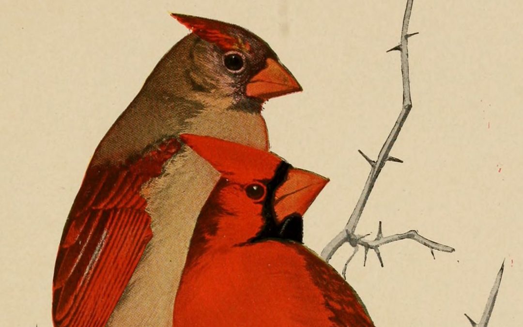 Northern cardinal: It’s time to speak out