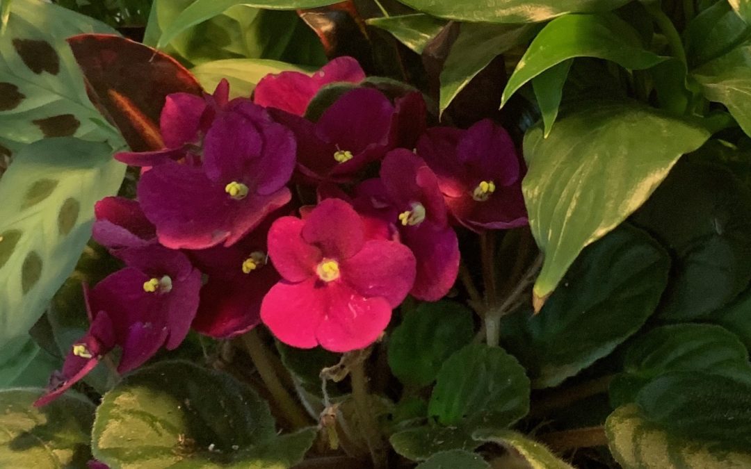 African violet, the eternal mother spirit