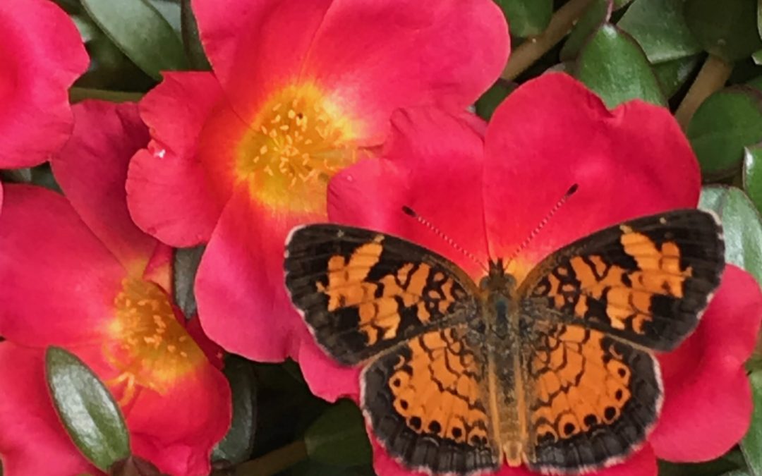 Got butterflies? It’s the right time to re-emerge